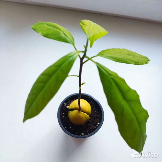 Авокадо из косточки