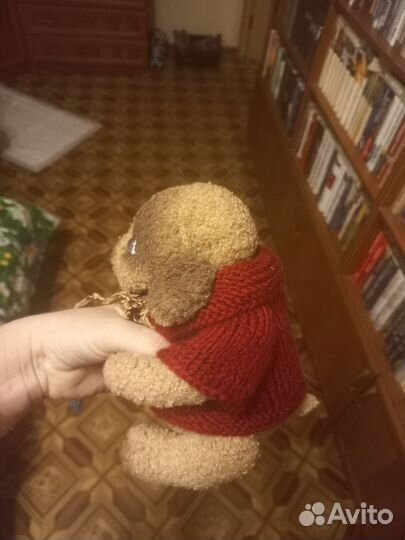 Собака тедди