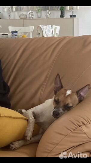 Джек Рассел терьер бесплатно