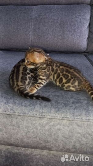 Бенгальские котята с документами