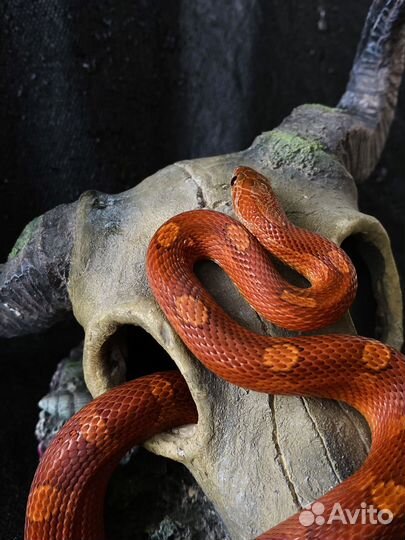 Маисовый полоз