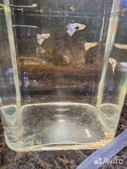 Чистая линия, гнездо гуппи энд. Голд