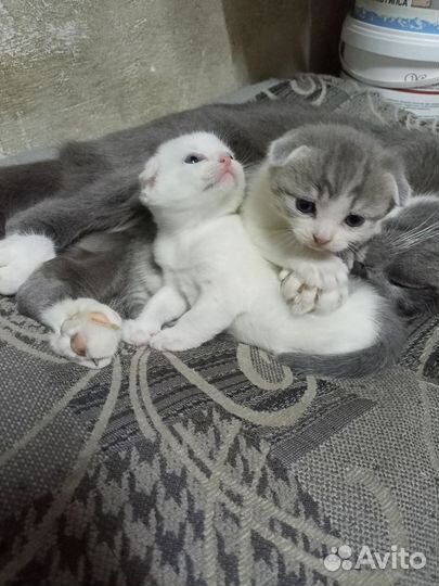 Котята вислоухие