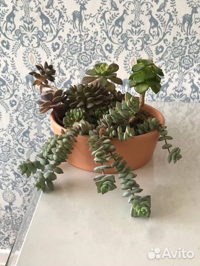 Суккуленты набор Каменные цветы