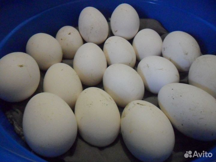 Инкубационное яйцо Гуся