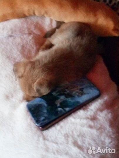 Мини чихуахуа длинник девочка