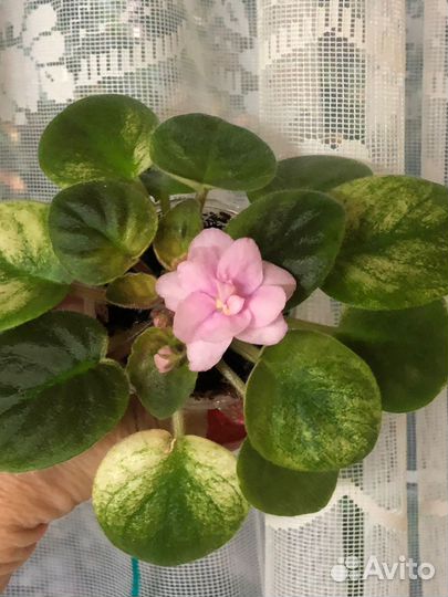 Фиалка Trinket o' Pink (E. Champion) цветущая