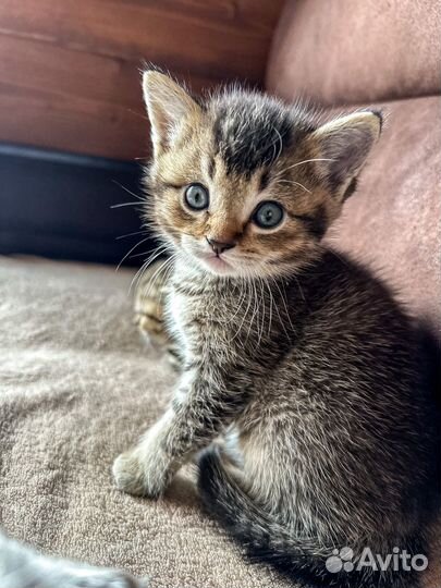 Шотландские вислоухие котята