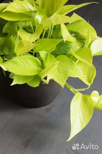 Эпипремнумы