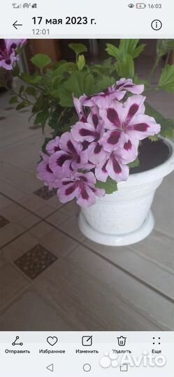 Пеларгония герань, фикусы