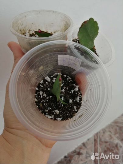 Рипсалидопсис, пасхальник, декабрист