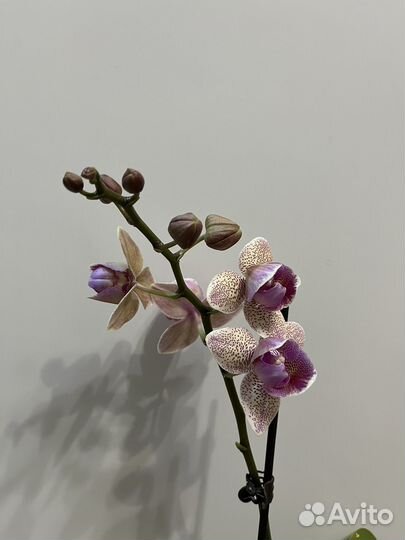 Орхидея фаленопсис бабочка - пелорик
