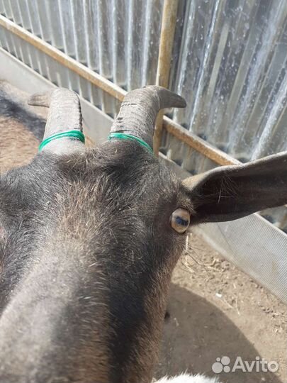 Обезроживание козлят,коз,обрезка копыт