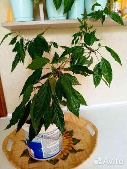 Гибискус китайская роза