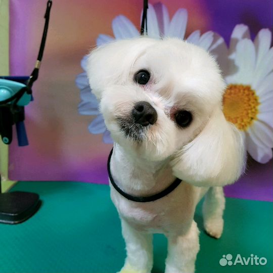 Стрижка собак и кошек