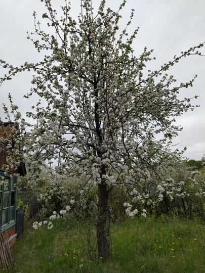 Участок 4,1 сот. (СНТ, ДНП)