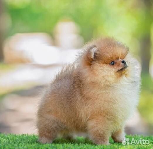 Померанский шпиц