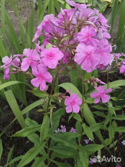 Многолетние садовые цветы