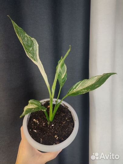 Спатифиллум вариегатный комнатные растения