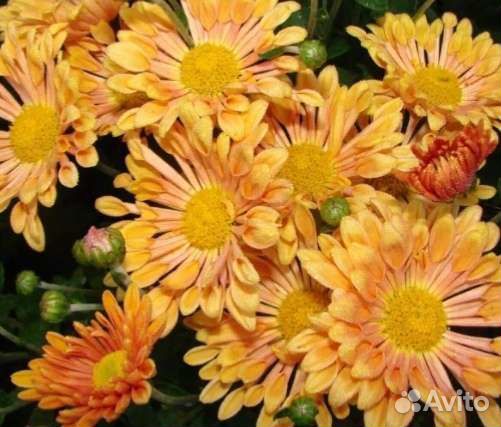 Хризантема корейская зимующая