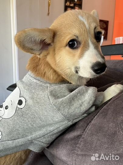 Вельш-корги пемброк