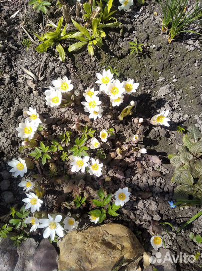 Садовые цветы