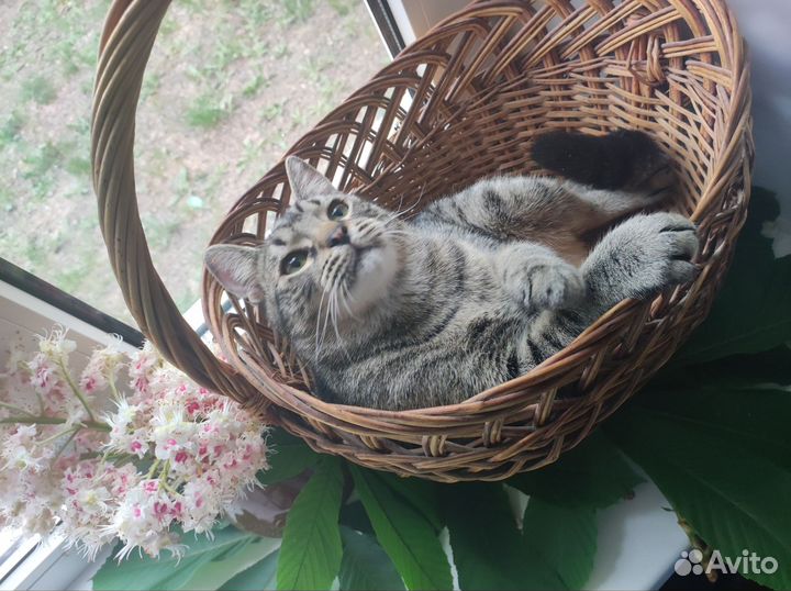 Котёнок-подросток