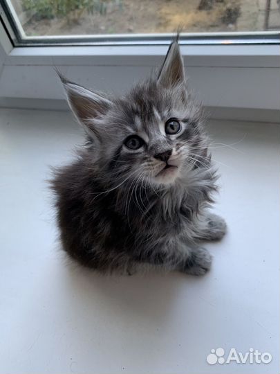 Котята мейн-кун
