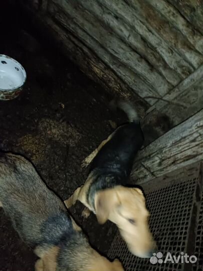 Русская гончая