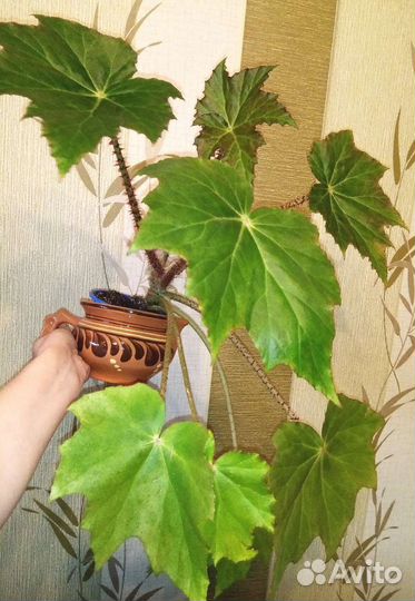 Бегония Манжетная, Трансильвания и др