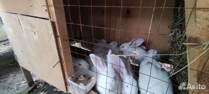 Кролики и клетки