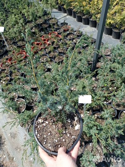 Можжевельник блю альпс