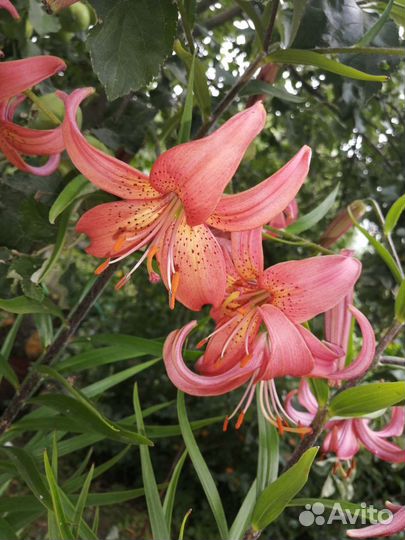 Цветы Многолетники. Более 45 Видов