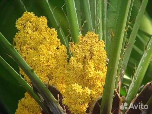 Пальма Бутия головчатая, съедобная, семена