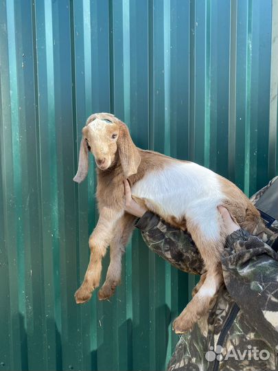 Нубийские козы камори