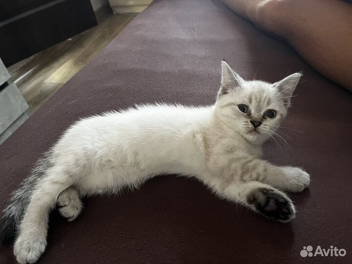 Шотланский котенок