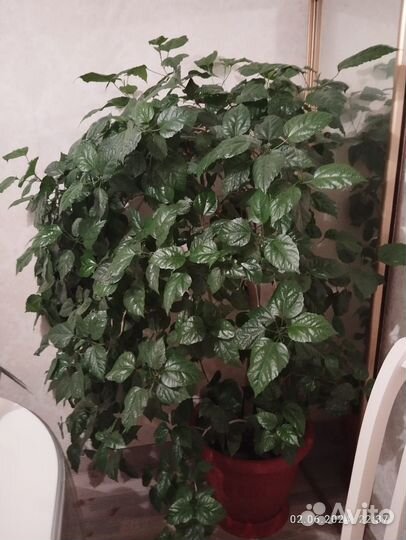 Китайская роза
