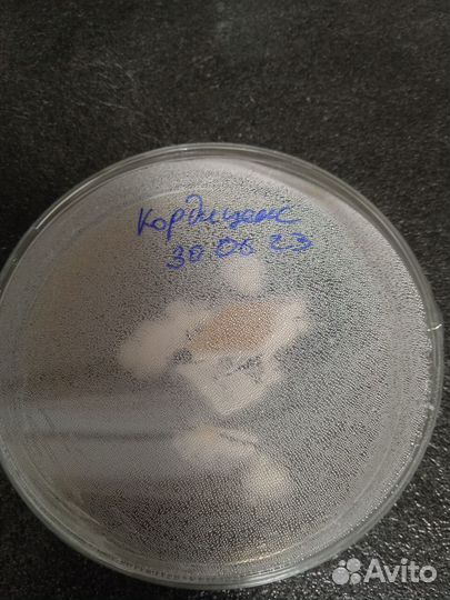 Кордицепс мицелий