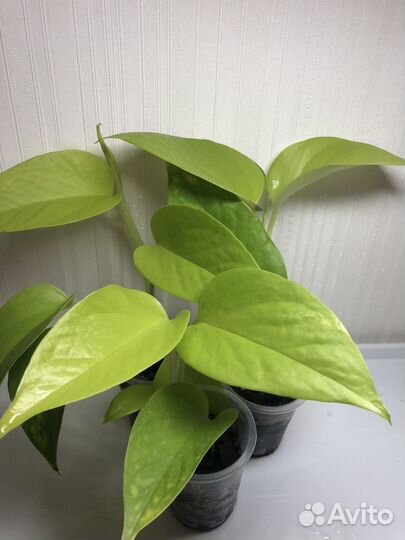 Сциндапсусы, эпипремнумы