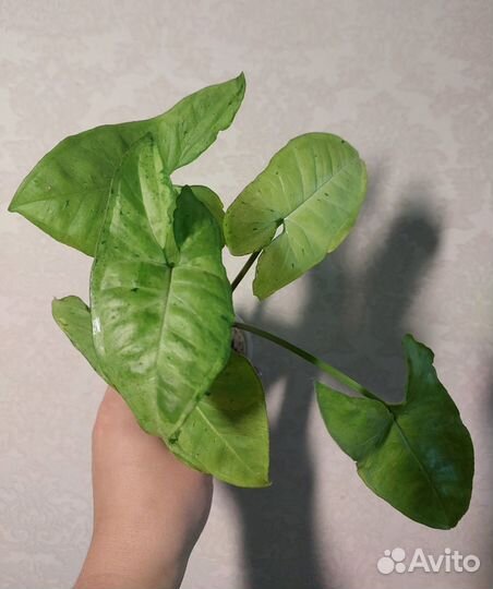 Сингониумы сортовые