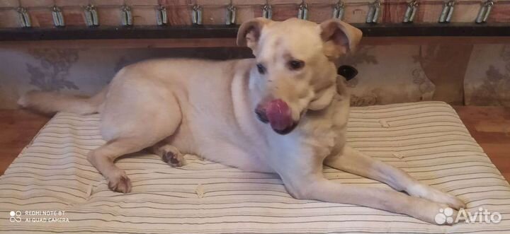 Собака в добрые руки отдам бесплатно