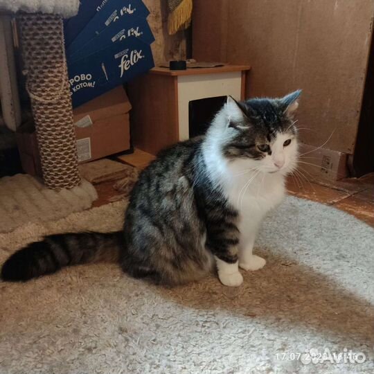 Котик в добрые руки