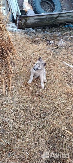 Собаки щенки Западно-Сибирской лайки