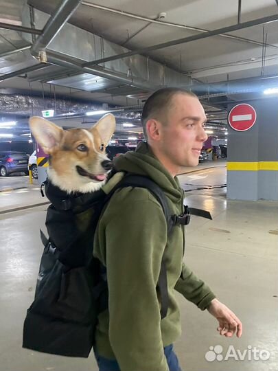 Рюкзак для собак