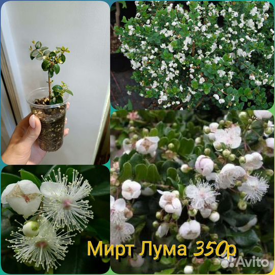 Комнатные сортовые мирты