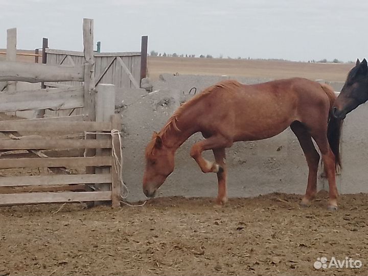 Лошади, жеребята