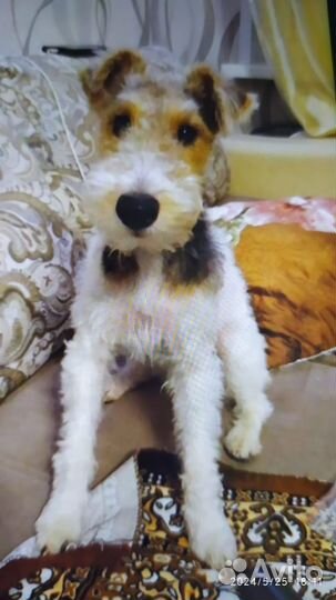 Фокстерьер продажа щенков
