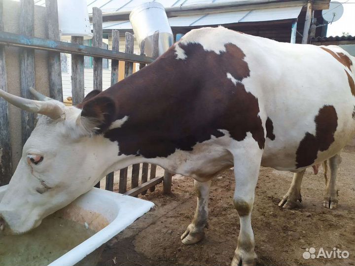 Айширская корова