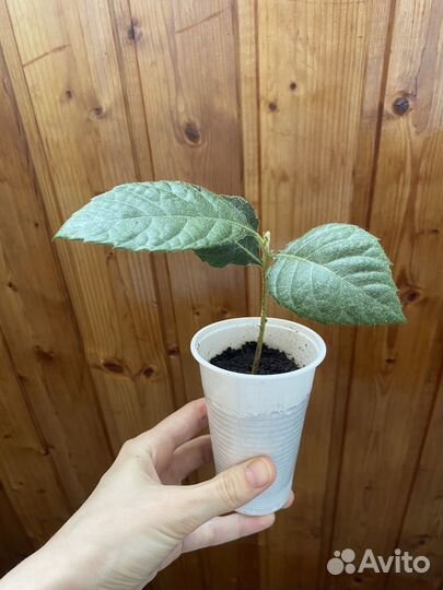 Саженцы Мушмулы