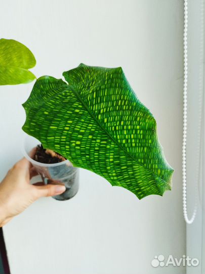 Калатея нетворк